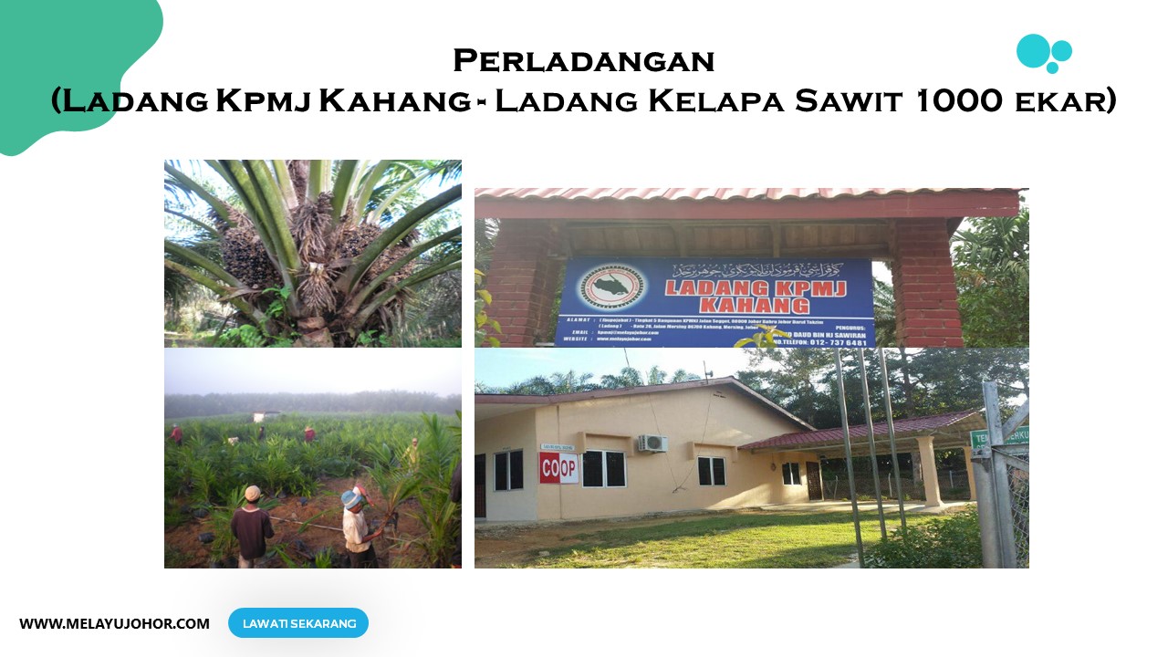 PERLADANGAN KPMNJ Koperasi Permodalan Melayu Negeri Johor perladangan-kpmnj-koperasi-permodalan-melayu-negeri-johor