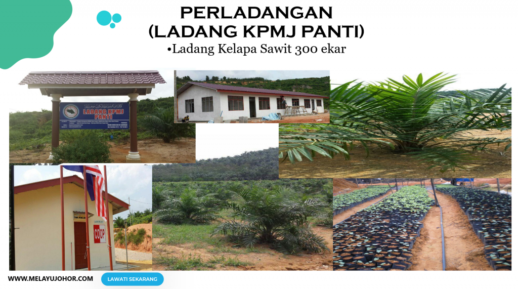 PERLADANGAN KPMNJ Koperasi Permodalan Melayu Negeri Johor Berhad perladangan-kpmnj-koperasi-permodalan-melayu-negeri-johor-berhad