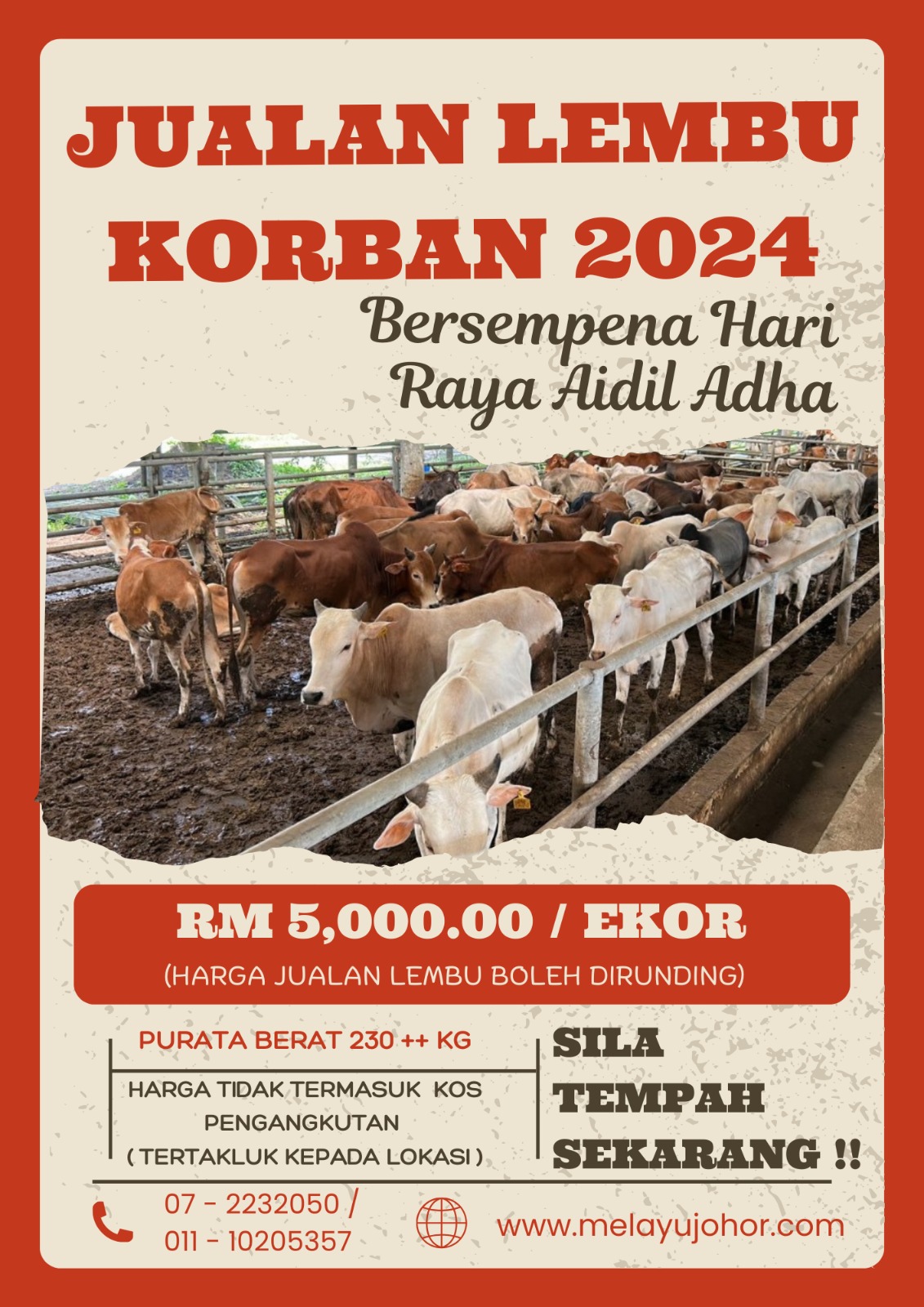 JUALAN LEMBU KORBAN 2024